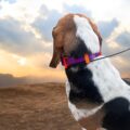 Guide antenne BPA